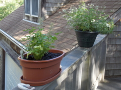 Image file: photo10.jpg