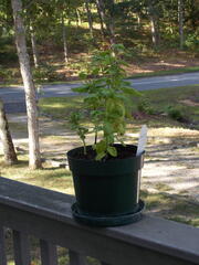 Image file: photo12.jpg