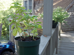 Image file: photo13.jpg