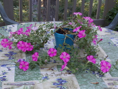 Image file: photo14.jpg