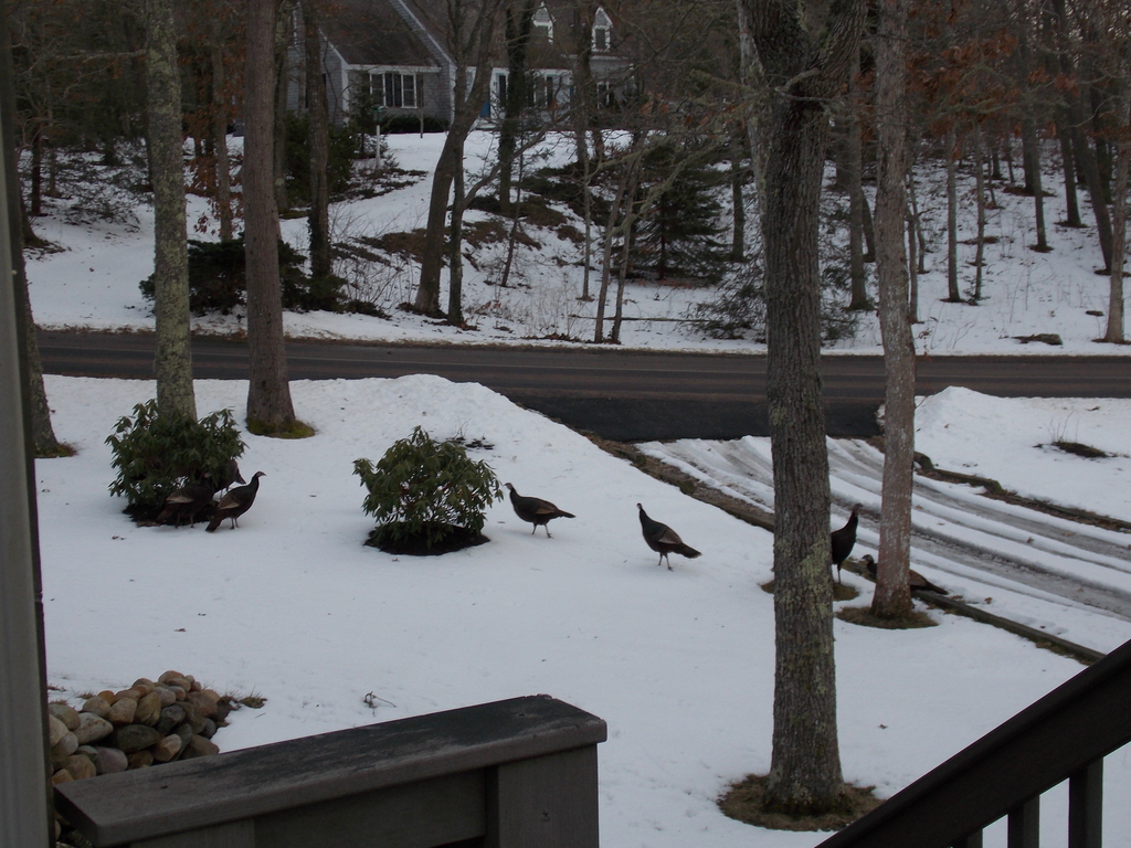 No description provided for: /2014/0127-46lake-turkeys/photo01.html
