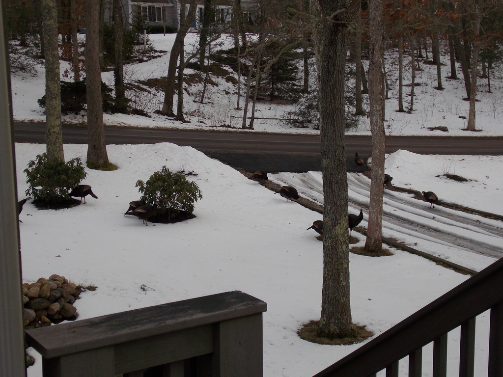 No description provided for: /2014/0127-46lake-turkeys/photo02.html