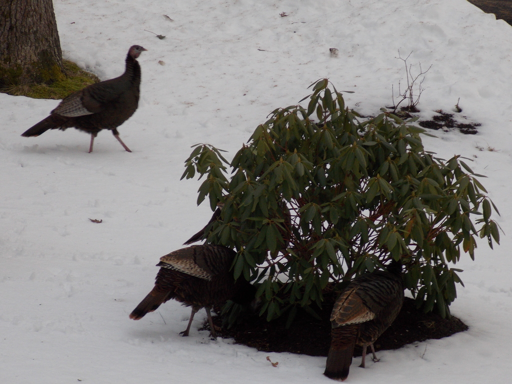 No description provided for: /2014/0127-46lake-turkeys/photo03.html