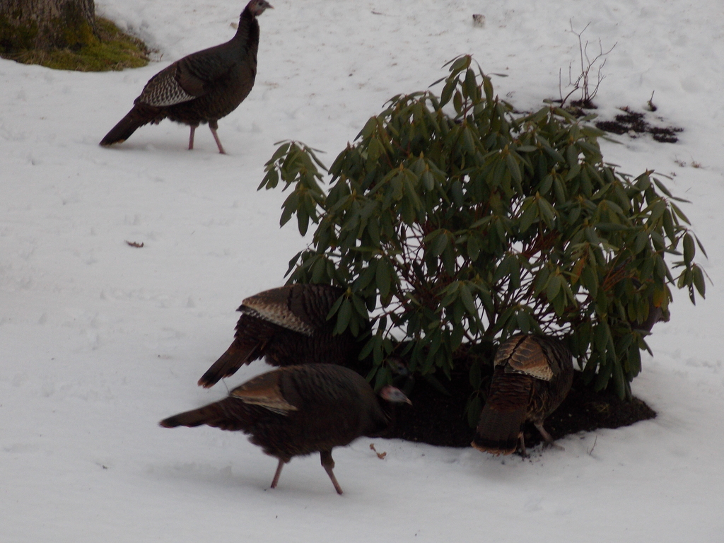 No description provided for: /2014/0127-46lake-turkeys/photo04.html