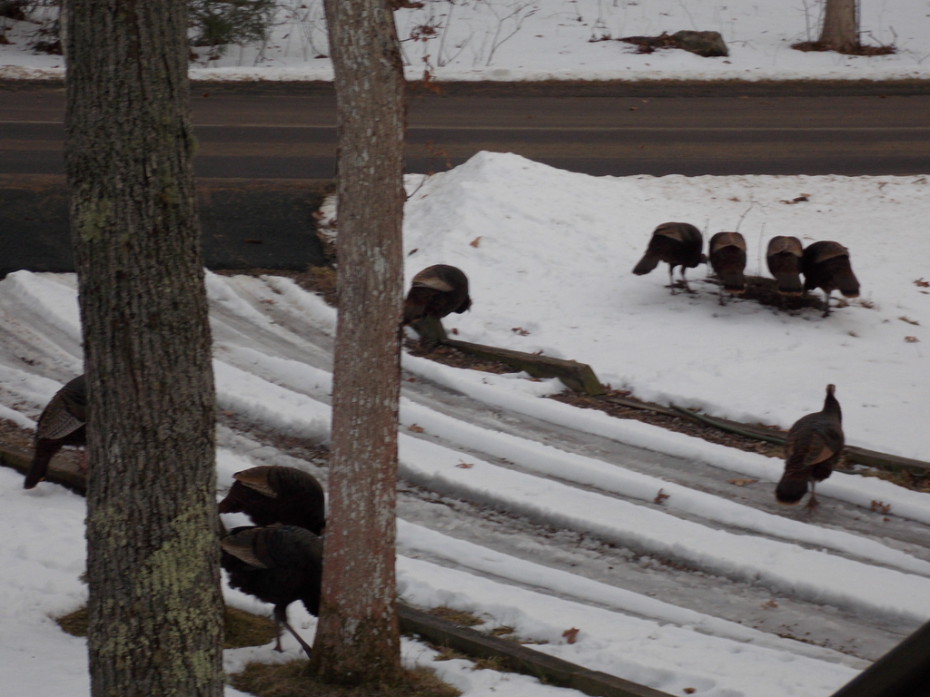 No description provided for: /2014/0127-46lake-turkeys/photo05.html