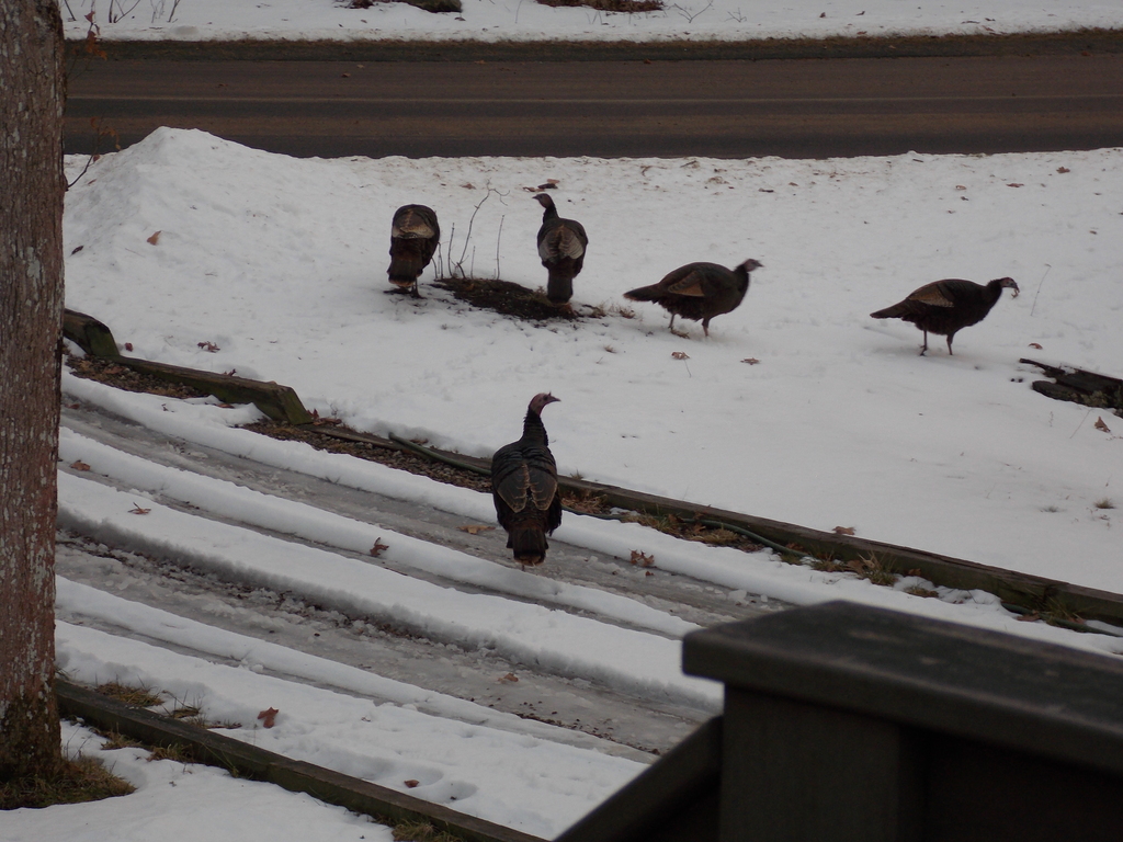 No description provided for: /2014/0127-46lake-turkeys/photo06.html