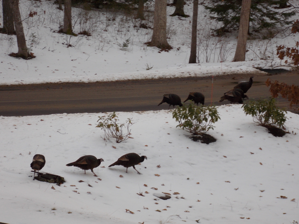 No description provided for: /2014/0127-46lake-turkeys/photo07.html