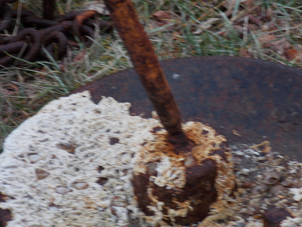 No description provided for: /2014/0215-oyc-bad-mushrooms/photo02.html