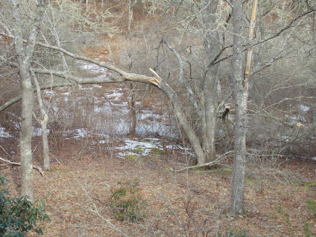 No description provided for: /2014/0223-tree-damage/photo01.html