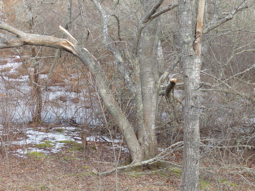 No description provided for: /2014/0223-tree-damage/photo02.html