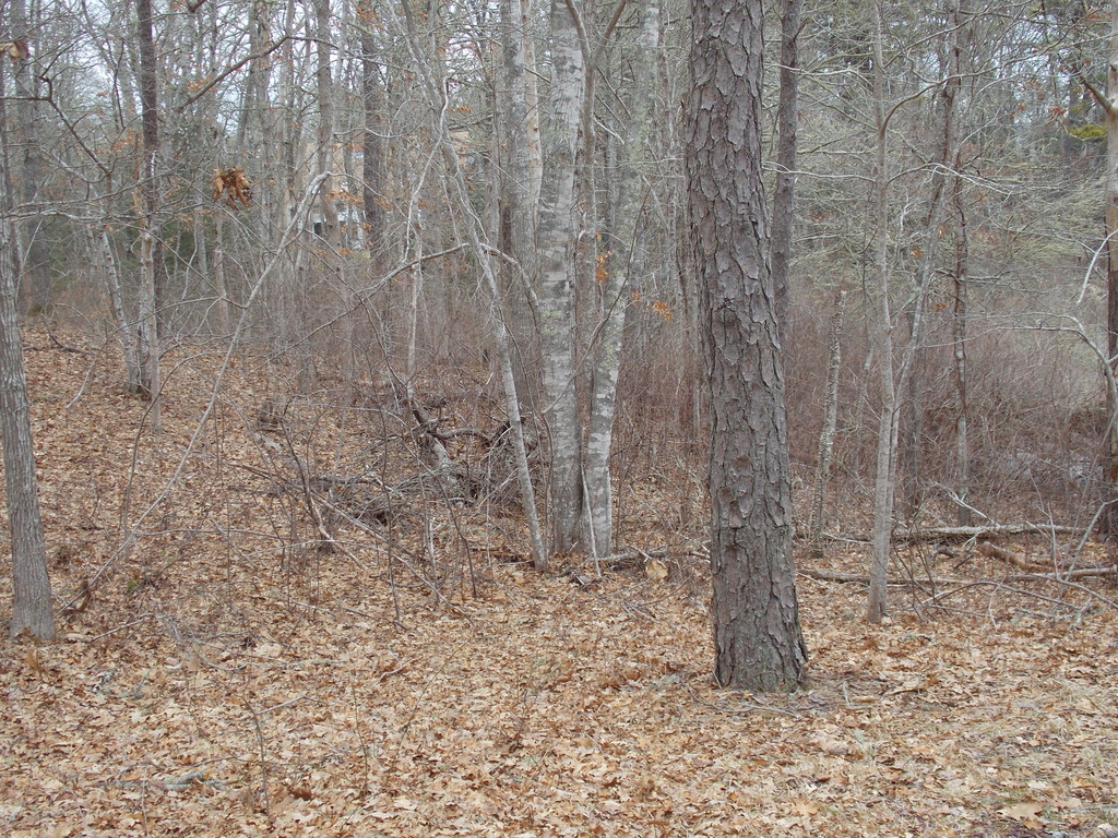 No description provided for: /2014/0315-tree-damage/photo03.html