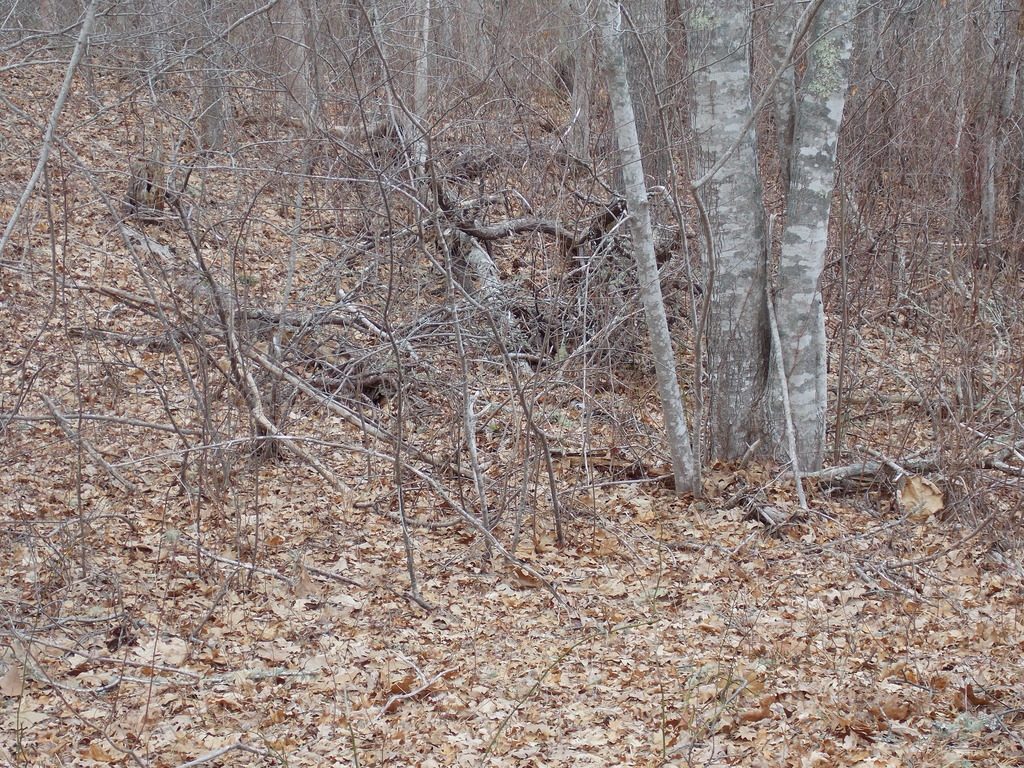 No description provided for: /2014/0315-tree-damage/photo04.html