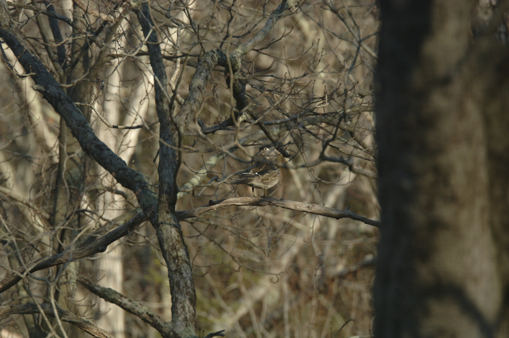 No description provided for: /2014/0409-duck-in-tree/photo01.html