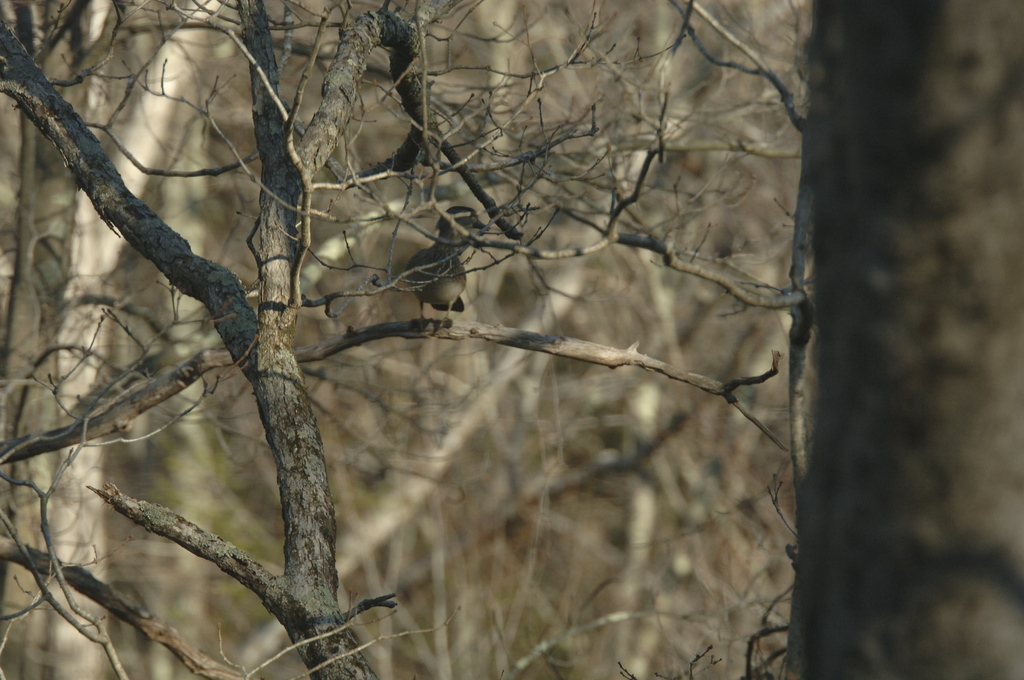 No description provided for: /2014/0409-duck-in-tree/photo03.html