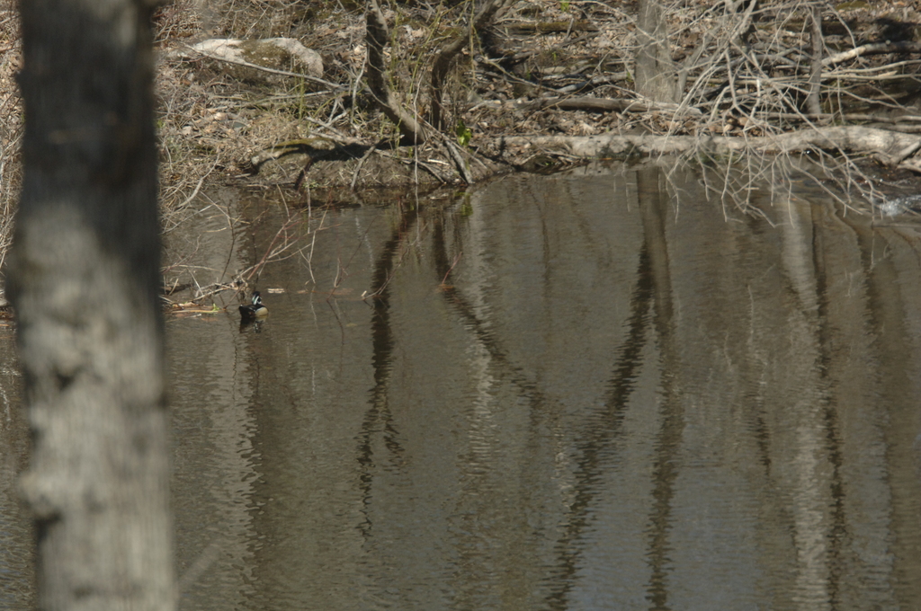 No description provided for: /2014/0410-wood-duck/photo01.html