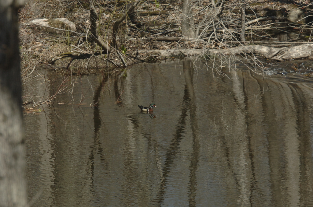 No description provided for: /2014/0410-wood-duck/photo03.html