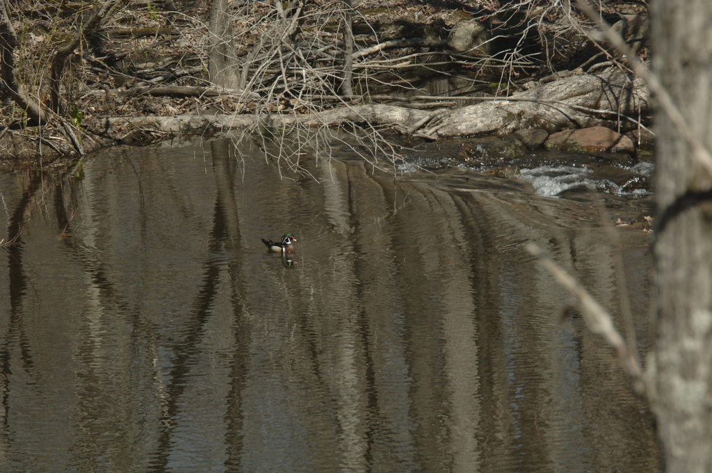 No description provided for: /2014/0410-wood-duck/photo04.html