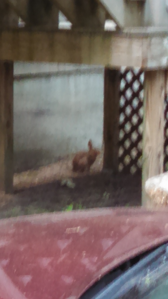 No description provided for: /2014/0708-bunny/photo01.html