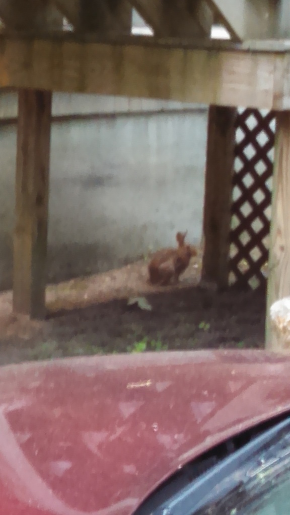 No description provided for: /2014/0708-bunny/photo02.html