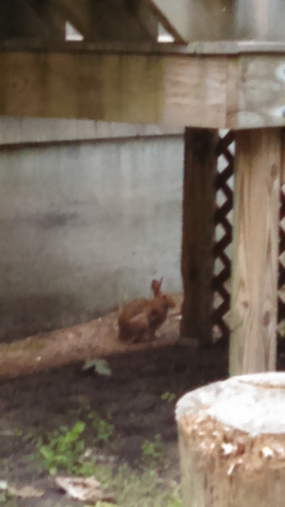 No description provided for: /2014/0708-bunny/photo03.html