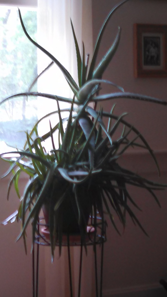 No description provided for: /2014/0710-aloe/photo01.html