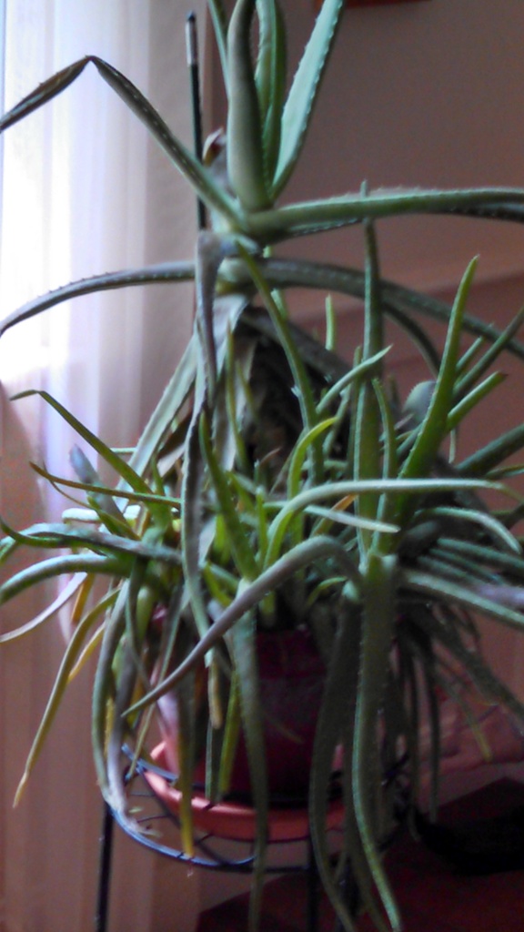 No description provided for: /2014/0710-aloe/photo02.html