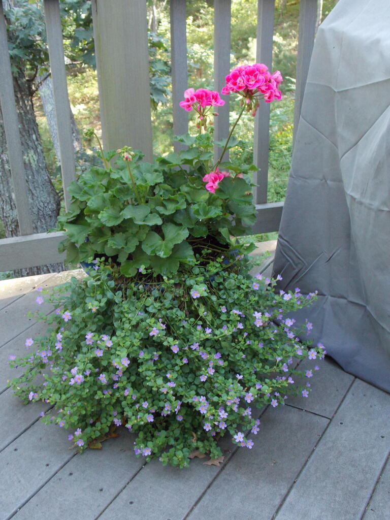 No description provided for: /2014/0911-deck-flowers/photo01.html