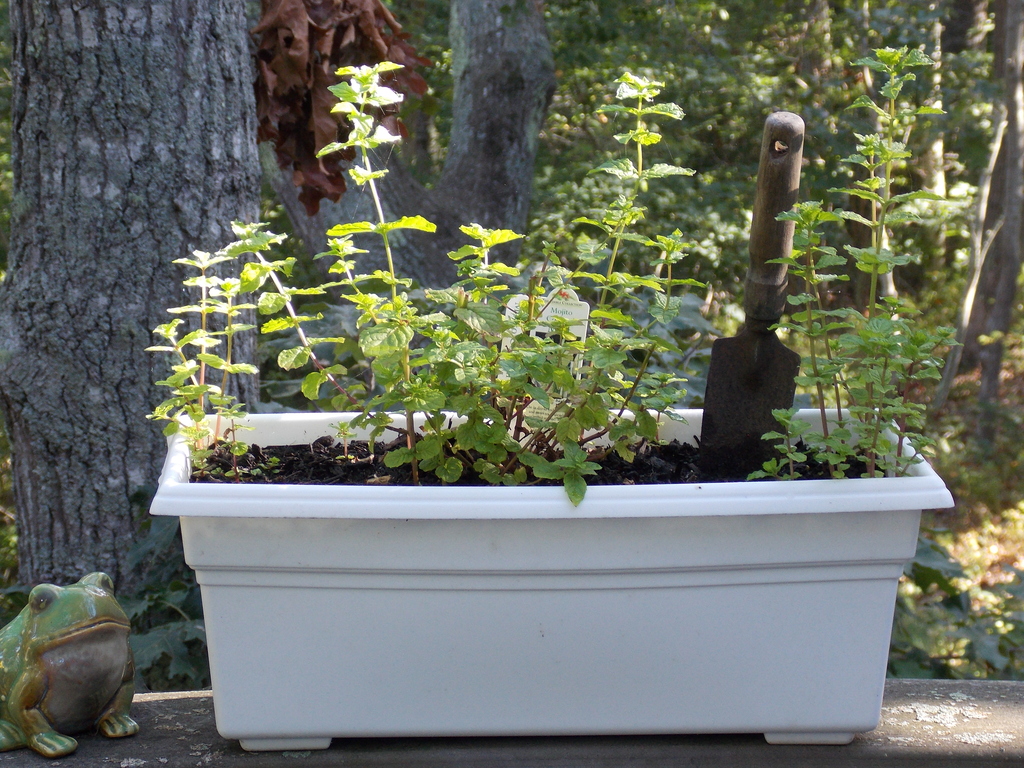 No description provided for: /2014/0911-deck-flowers/photo02.html