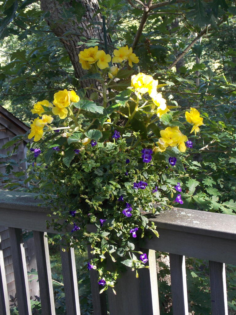 No description provided for: /2014/0911-deck-flowers/photo03.html