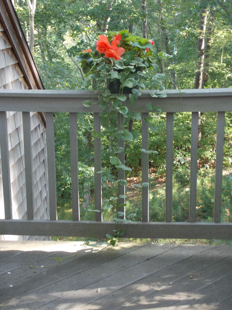 No description provided for: /2014/0911-deck-flowers/photo05.html