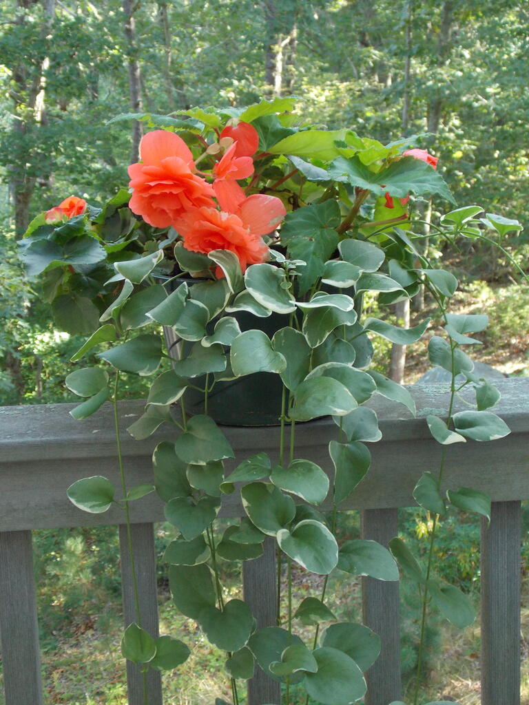 No description provided for: /2014/0911-deck-flowers/photo06.html