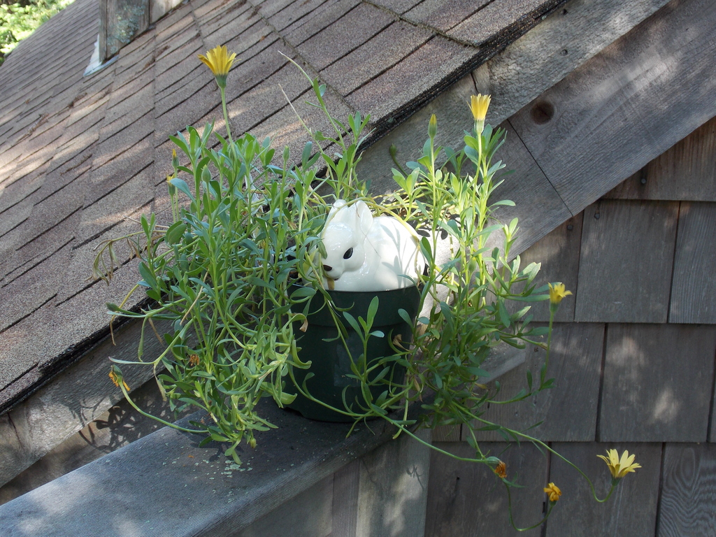 No description provided for: /2014/0911-deck-flowers/photo08.html