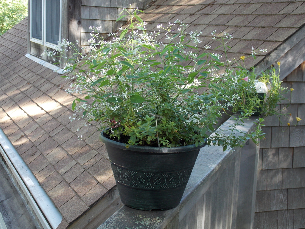 No description provided for: /2014/0911-deck-flowers/photo09.html