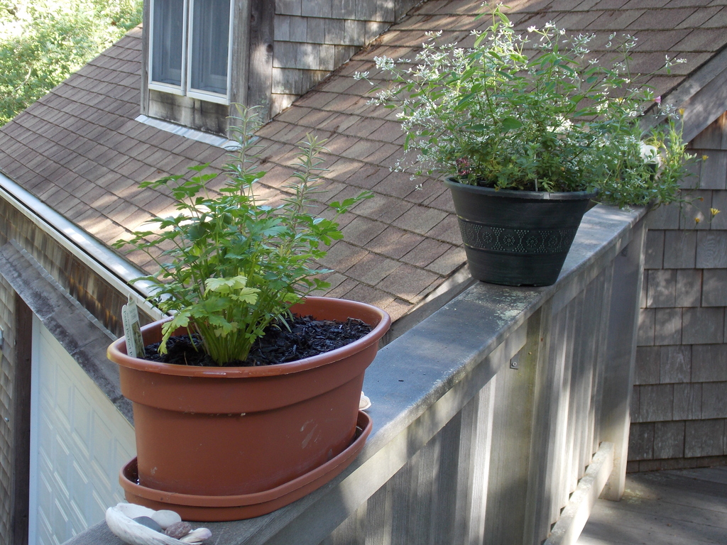 No description provided for: /2014/0911-deck-flowers/photo10.html