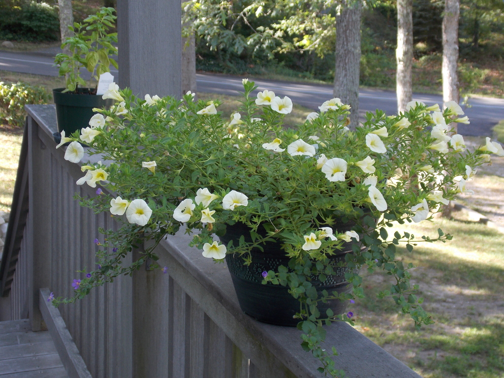No description provided for: /2014/0911-deck-flowers/photo11.html