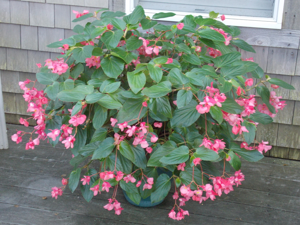 No description provided for: /2014/0911-deck-flowers/photo15.html