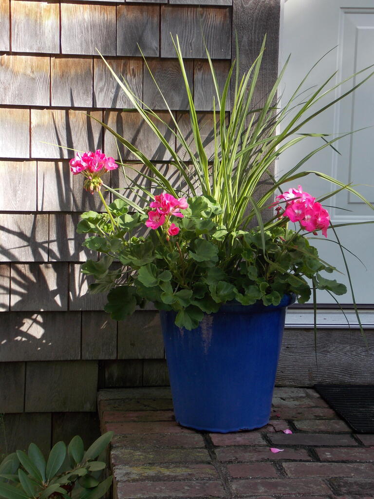 No description provided for: /2014/0911-deck-flowers/photo20.html