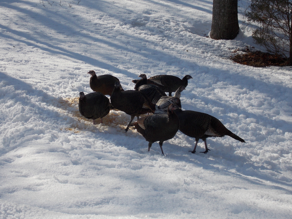 No description provided for: /2015/01-03/0302-turkeys/photo01.html