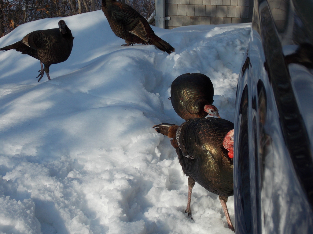 No description provided for: /2015/01-03/0302-turkeys/photo02.html
