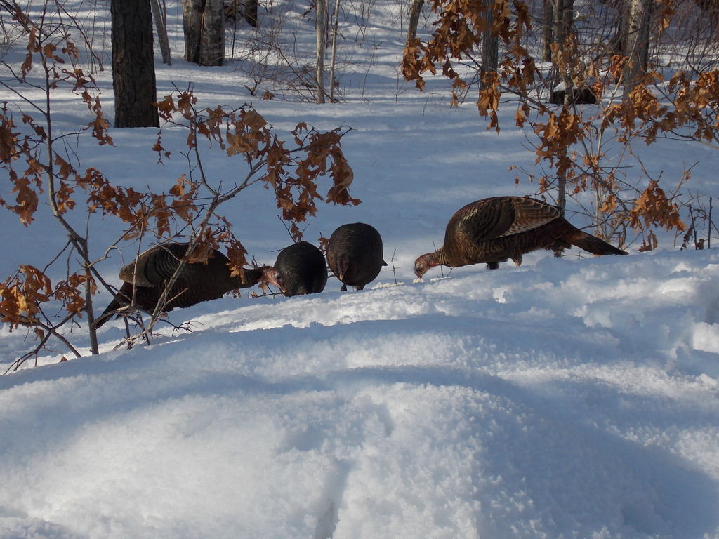 No description provided for: /2015/01-03/0302-turkeys/photo03.html