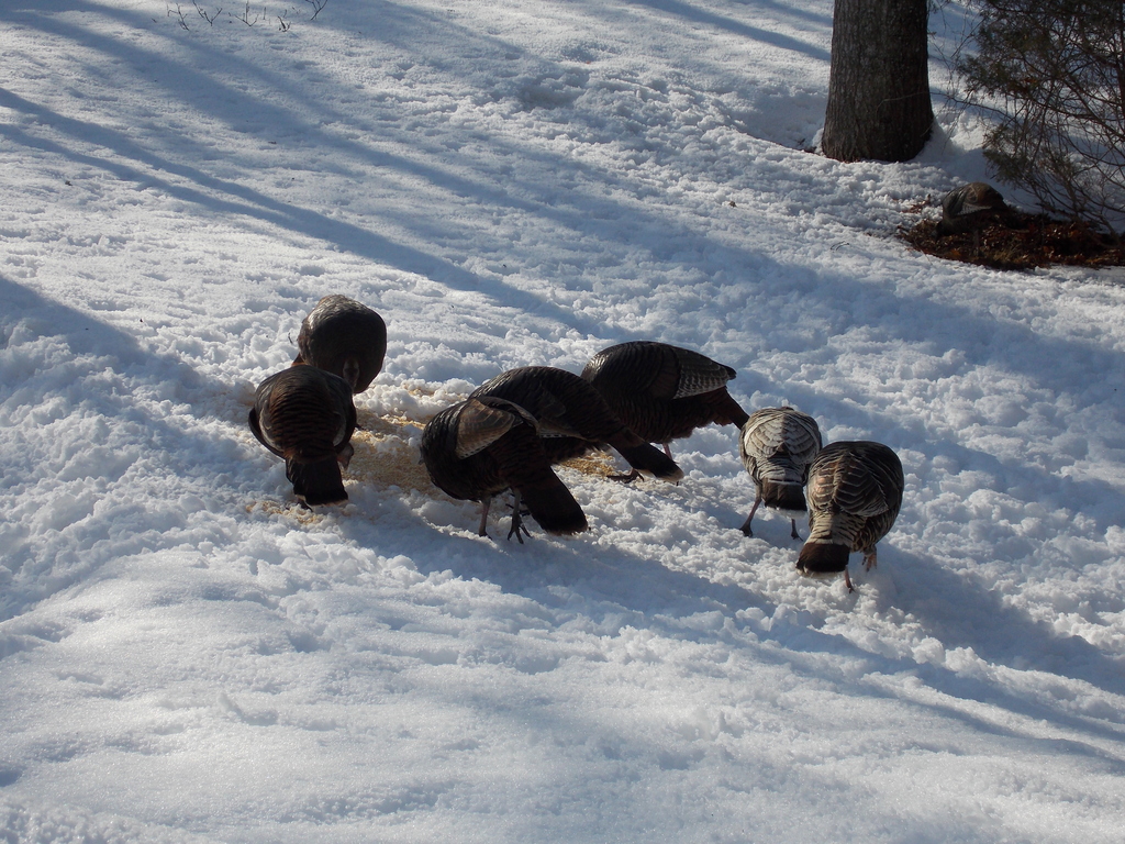 No description provided for: /2015/01-03/0302-turkeys/photo04.html