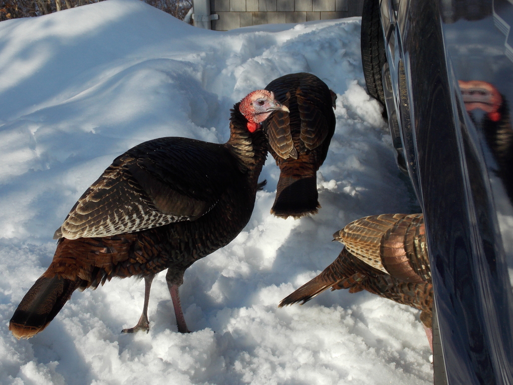 No description provided for: /2015/01-03/0302-turkeys/photo05.html