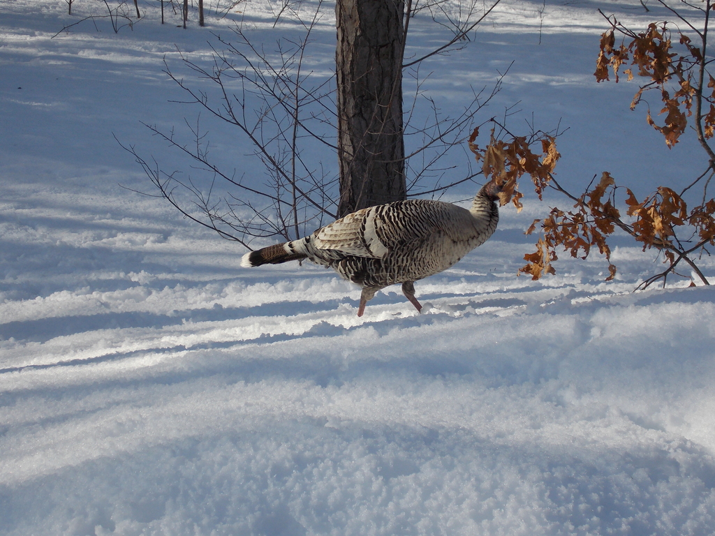 No description provided for: /2015/01-03/0302-turkeys/photo06.html
