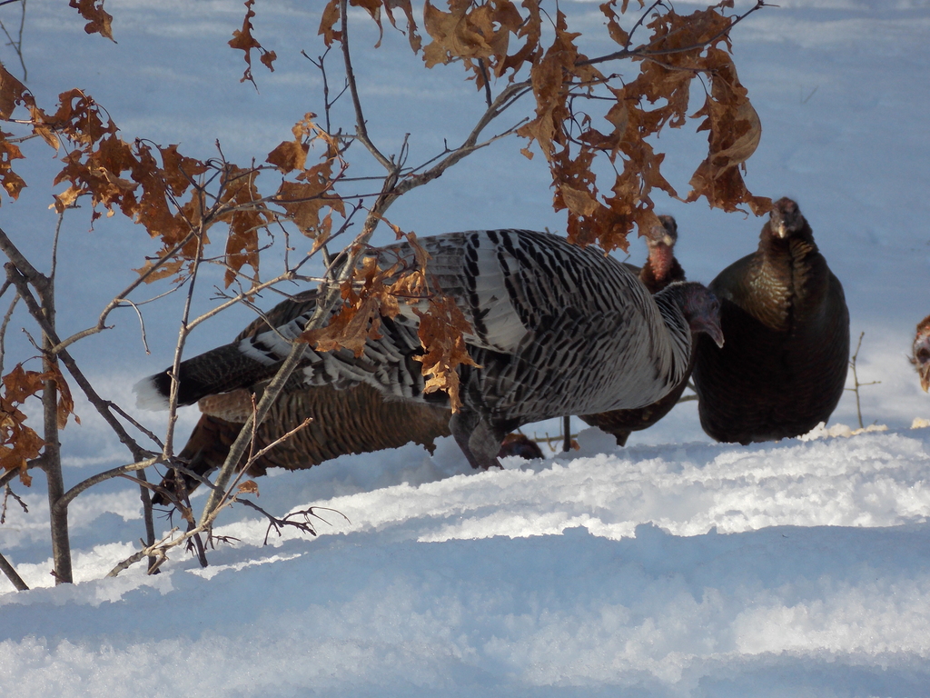 No description provided for: /2015/01-03/0302-turkeys/photo07.html
