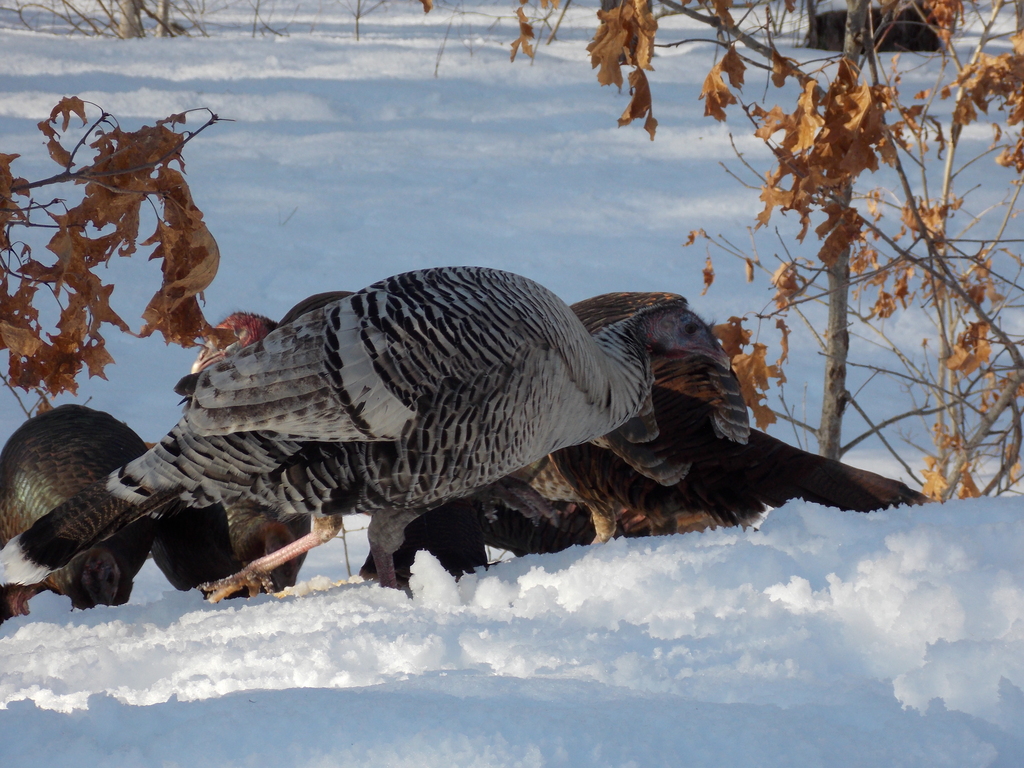 No description provided for: /2015/01-03/0302-turkeys/photo08.html