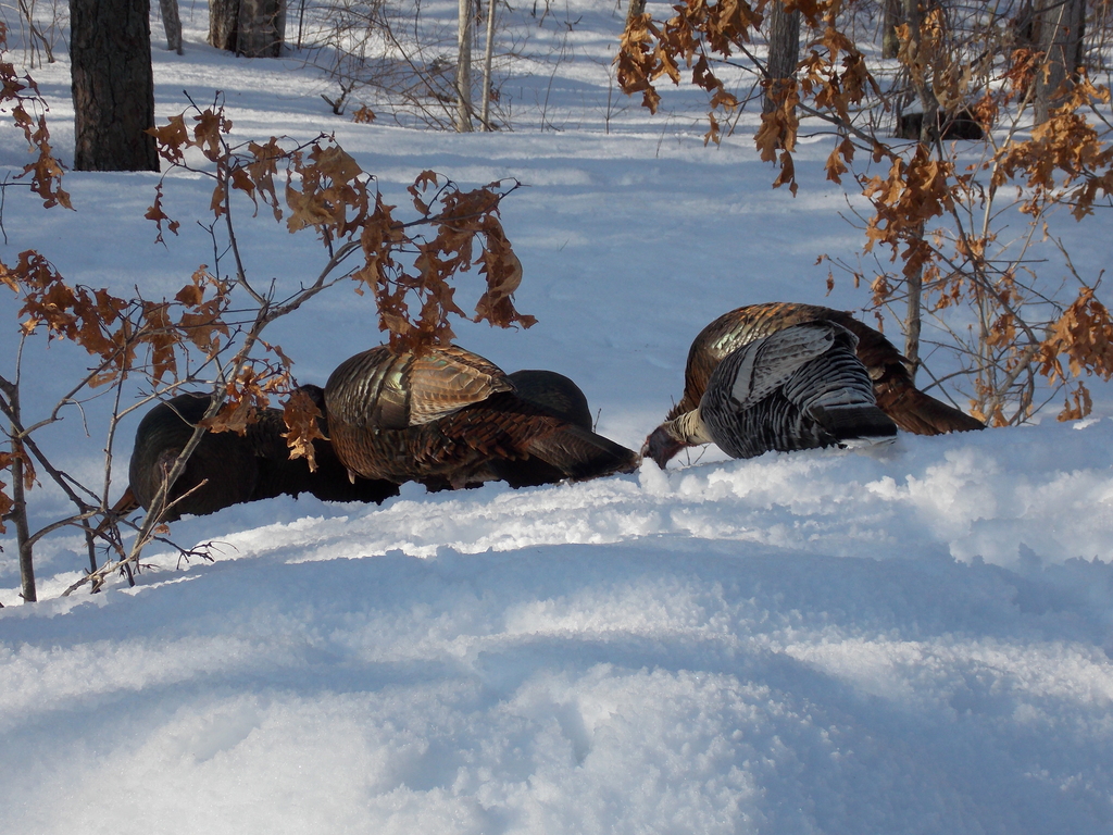 No description provided for: /2015/01-03/0302-turkeys/photo09.html