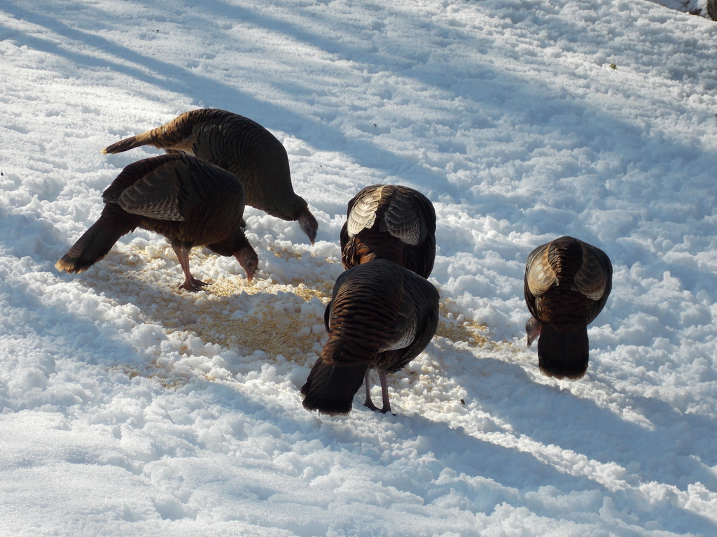 No description provided for: /2015/01-03/0302-turkeys/photo10.html