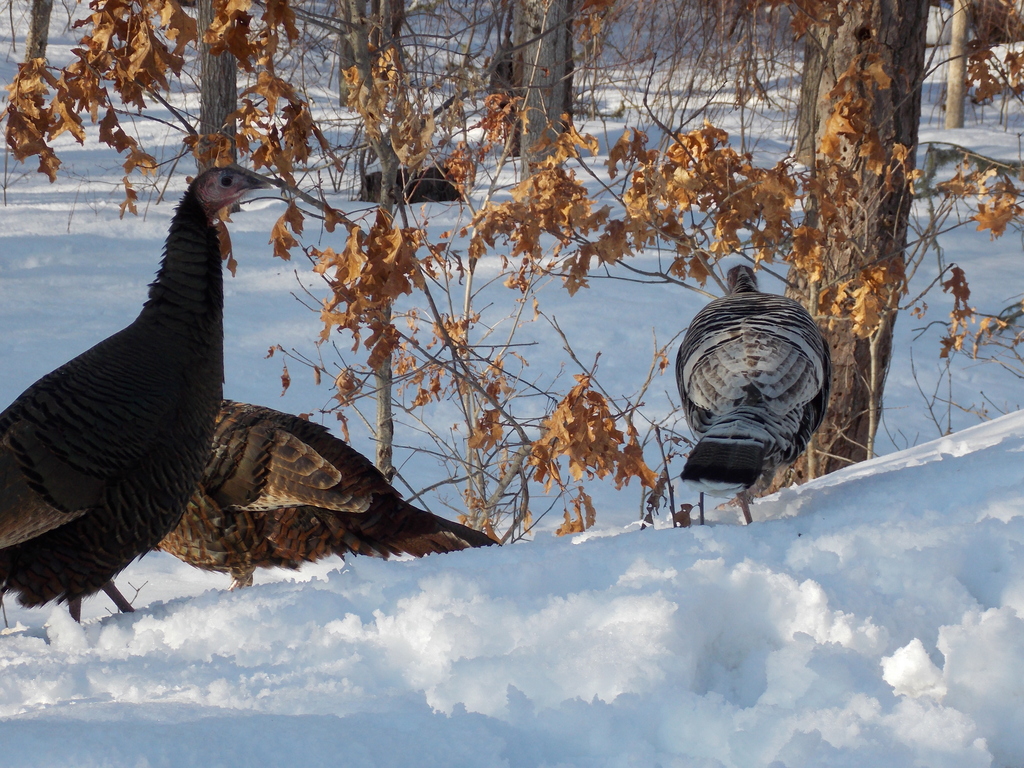No description provided for: /2015/01-03/0302-turkeys/photo11.html