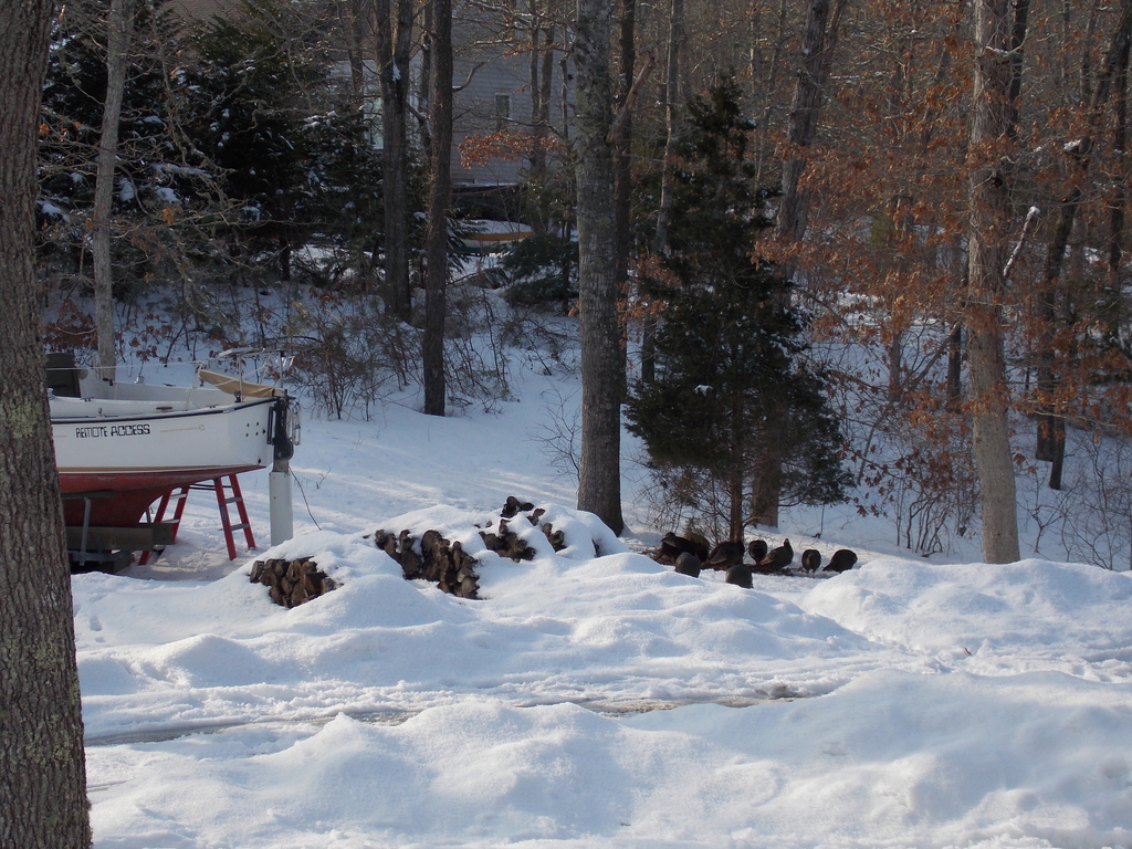 No description provided for: /2015/01-03/0302-turkeys/photo12.html