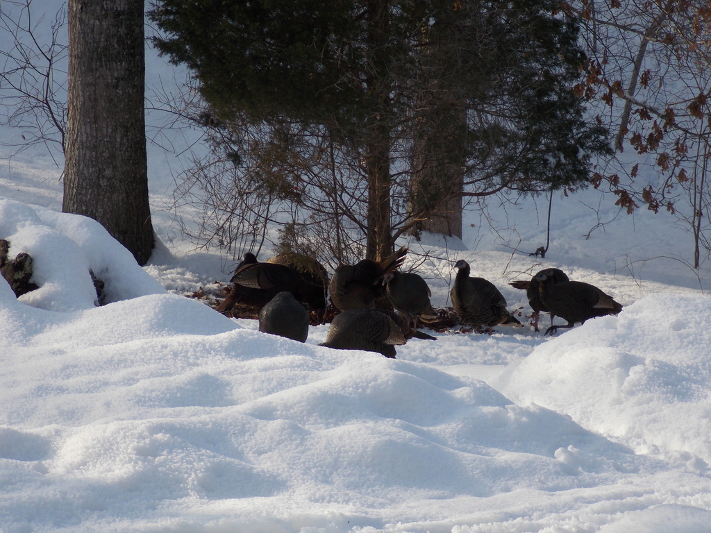 No description provided for: /2015/01-03/0302-turkeys/photo13.html